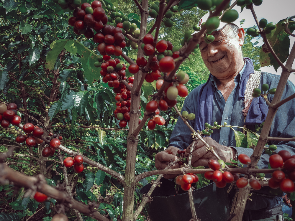 Original Medium Blend - Image 4